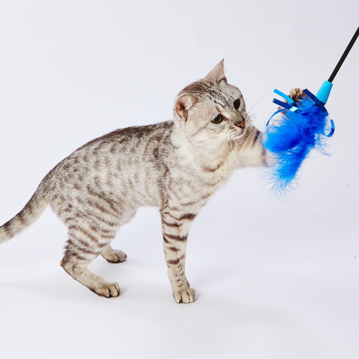 大好きブルーの猫じゃらしキラキラフェザー(Petio) | シャンブル
