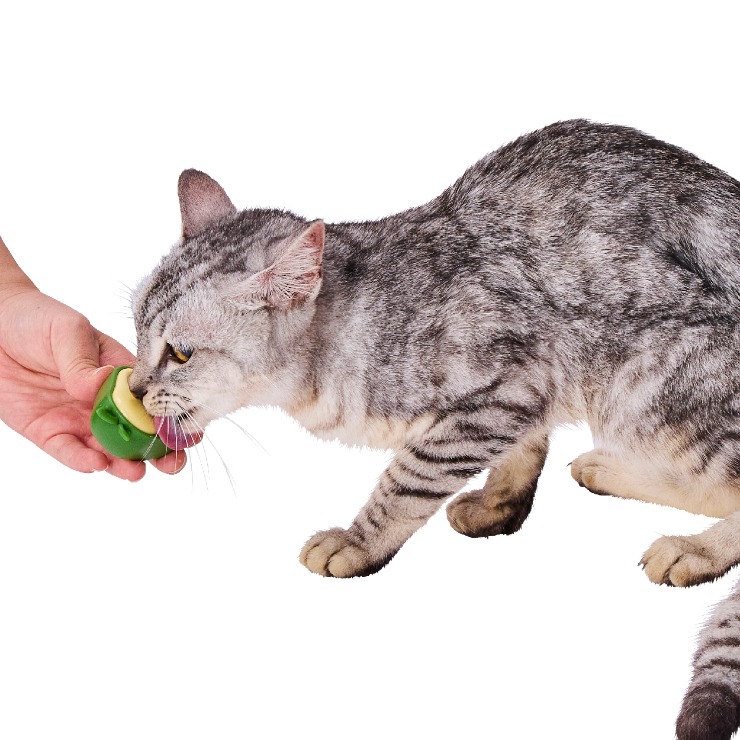 ぺろぺろキャットニップTOY アボカド(Petio) | シャンブル
