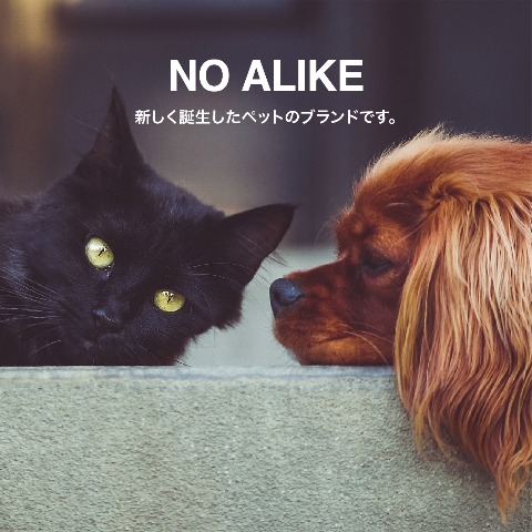 抗菌ペットタオルM(NO ALIKE)