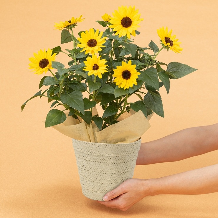 鉢植え ひまわり ソルシーカー | シャンブル | しまむらパーク