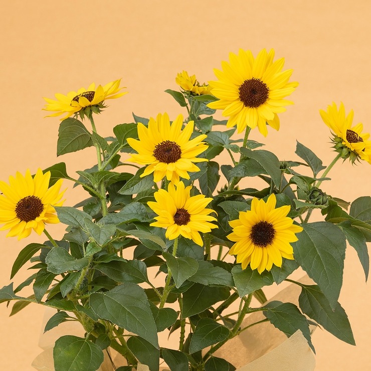 鉢植え ひまわり ソルシーカー | シャンブル | しまむらパーク